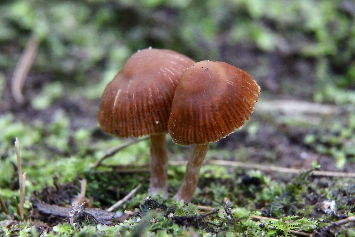Mycena kurramulla I am not 100% sure. There are just so many species listed. Australia,Fall,Geotagged