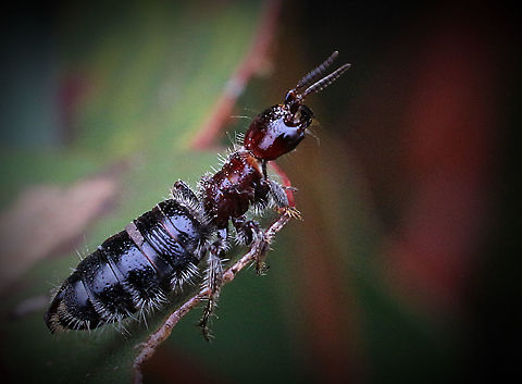 Wingless flower wasp waiting to be picked up by a male Males have wings and females are wingless Australia,Geotagged,Spring