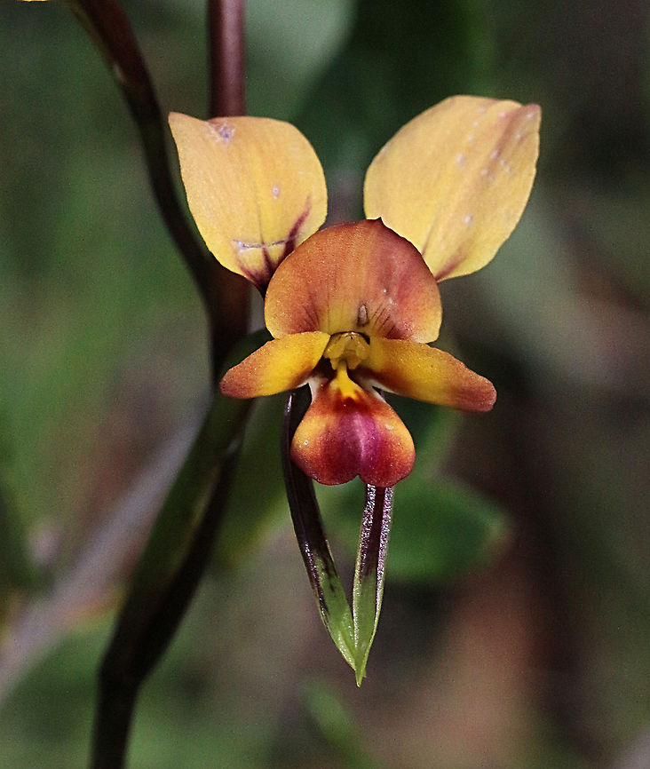Eastern wallflower orchid- Diuris orientis  Australia,Diuris orientis,Eastern wallflower orchid,Geotagged,Winter