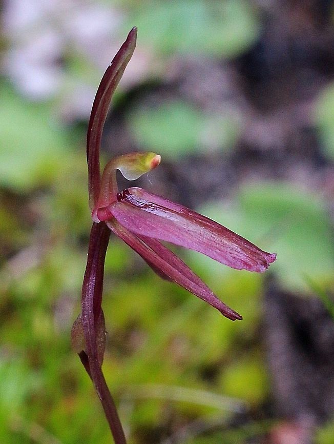Common gnat orchid - Cyrtostylis reniformis  Australia,Common gnat orchid,Cyrtostylis reniformis,Geotagged