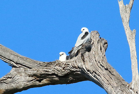 Black-shouldered Kite - Elanus axillaris Breeding pair high up a river red gum tree with a dead branch. 20 m up is a safe nesting site. Australia,Black-shouldered Kite,Elanus axillaris,Fall,Geotagged