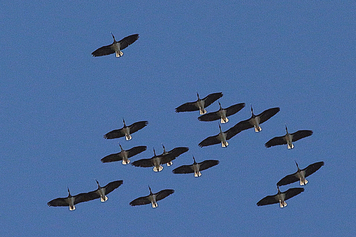 Australian WhiteIbis - Threskiornis molucca Just cruising. Australia,Australian White Ibis,Geotagged,Threskiornis molucca
