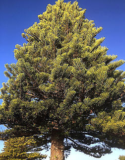 Norfolk Island pine - Araucaria heterophylla The Norfolk Island pine tree has been used in Australia for decades as a roadside tree .Almost every coastal town ,especially along the south and east coast towns have some massive pines along roads which might have been planted a 100 or more yeas ago. Araucaria heterophylla,Australia,Fall,Geotagged,Norfolk Island pine