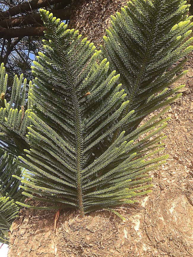 Norfolk Island pine - Araucaria heterophylla Details of a single branch on the main trunk of the tree. Araucaria heterophylla,Australia,Fall,Geotagged,Norfolk Island pine