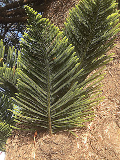 Norfolk Island pine - Araucaria heterophylla Details of a single branch on the main trunk of the tree. Araucaria heterophylla,Australia,Fall,Geotagged,Norfolk Island pine