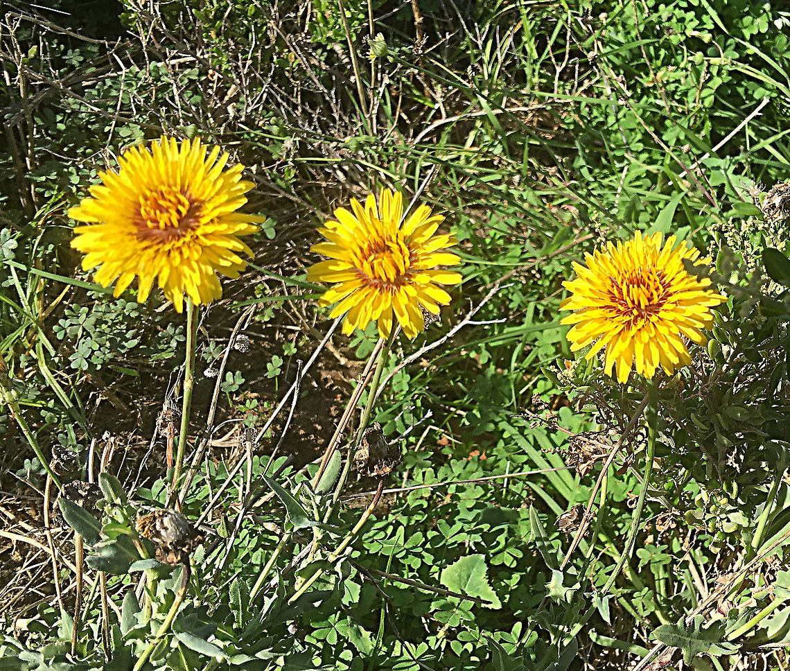 Prickly sow-thistle - Sonchus asper Introduced to Australia and is concidered a pest in some states. The plant is used for herbal medicinal products and is edible . Australia,Fall,Geotagged,Prickly sow-thistle,Sonchus asper,Spring