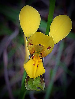 Terestrial orchid ,commonly called Donkey orchid , Genus - Diuris There are so many very similar in this genus and it is not easy to identify them correctly. Australia,Geotagged