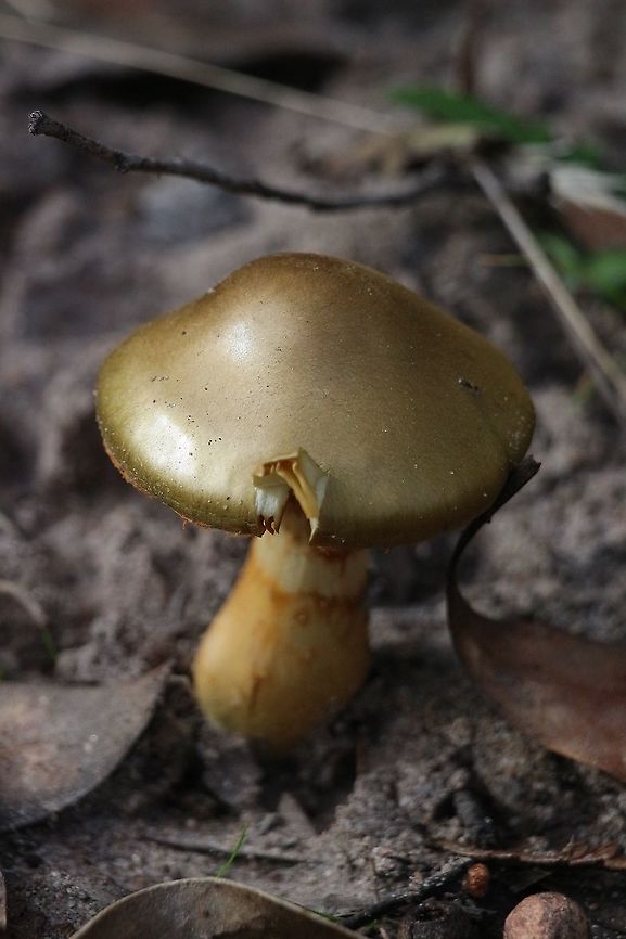 Geen skinhead - Cortinarius austrovenetus  Australia,Cortinarius austrovenetus,Fall,Geotagged,Green skin-head