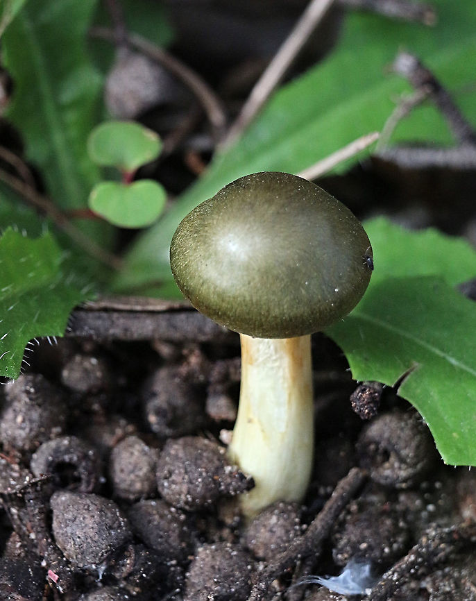 Green skinhead - Cortinarius  austrovenetus  Australia,Cortinarius austrovenetus,Fall,Geotagged,Green skin-head