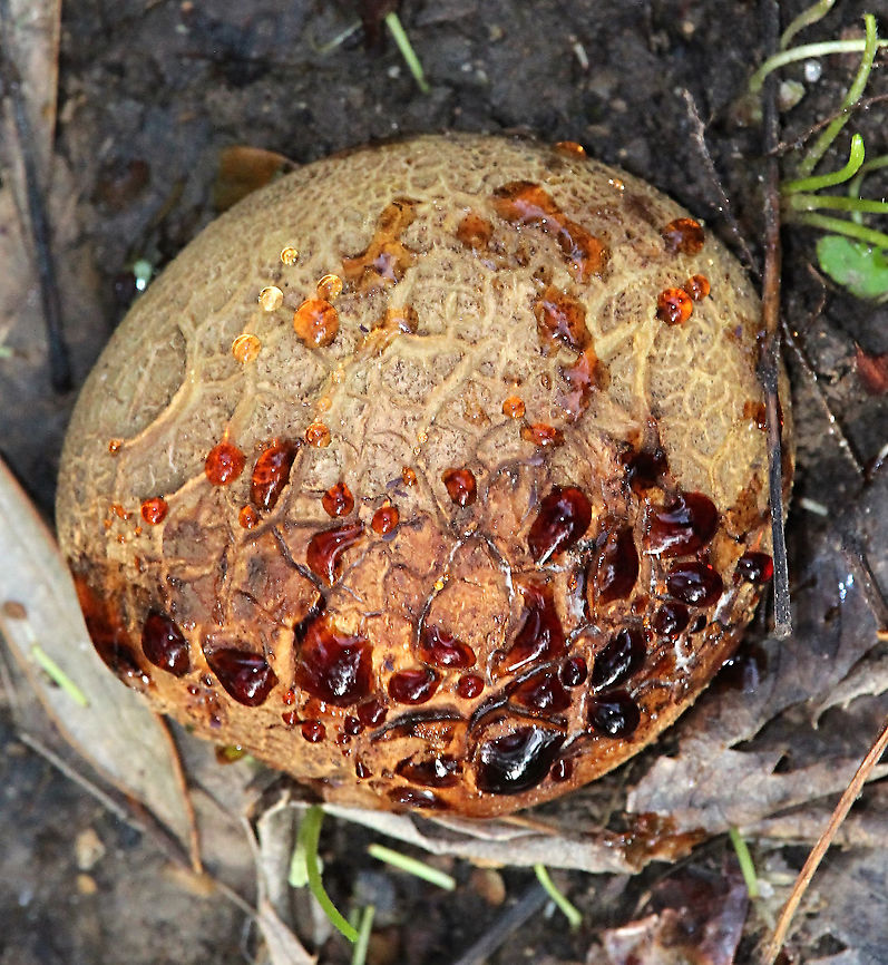 Unidentified mushroom with guttation on its cap. I looked at Genus Caloboletus and checked C.radicans as it displays similar netting pattern. The problem is that it appearantly is not a species occurring in Australia. Australia,Fall,Geotagged