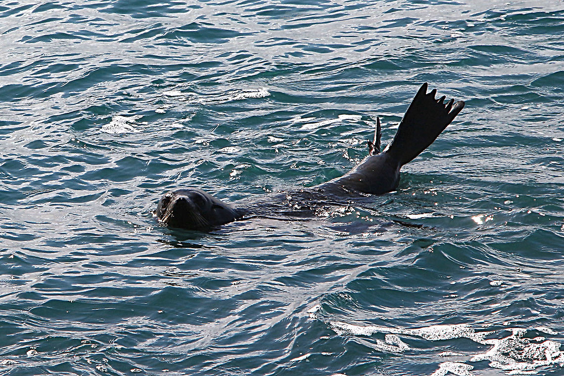 Australian fur-seal - Arctocephalus pusillus Just checking who is taking photos. Arctocephalus pusillus,Australia,Brown fur seal,Fall,Geotagged
