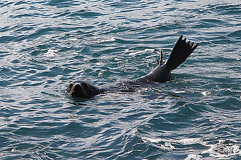 Australian fur-seal - Arctocephalus pusillus Just checking who is taking photos. Arctocephalus pusillus,Australia,Brown fur seal,Fall,Geotagged