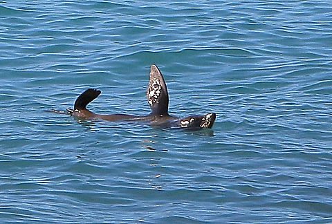 Australian fur- seal - Arctocephalus pusillus Relaxing and playfuly swimming close to the beach Arctocephalus pusillus,Australia,Brown fur seal,Fall,Geotagged