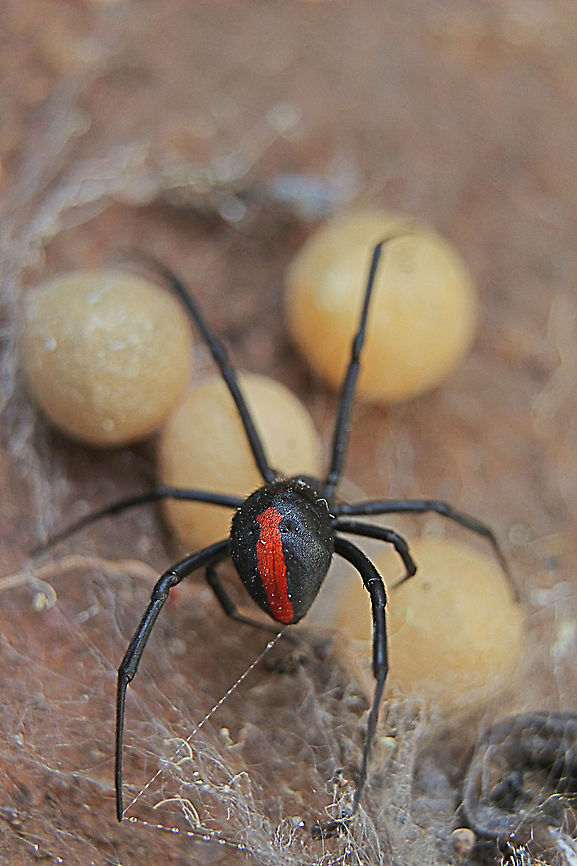 Redback spider - Latrodectus hasselti Guarding her egg-sacks Australia,Eamw spiders,Geotagged,Latrodectus hasseltii,Redback spider,Summer