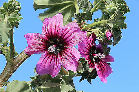 Common Mallow - Malva neglecta It is one of the most common weeds in probably all parts of the world except in severely cold areas. It has a long list of medicinal gualities and is being used as a food source. I found one interesting snippet of its use a long time ago and I will paste it so everyone knows how good it is.
Magic
Pliny the Elder held that simply sprinkling mallow seeds on to your genitalia would produce sexual desire to “an infinite degree” (Pliny, 1885). Mallow was eaten and ritualistically vomited by the Iroquois as a love medicine (Moerman, 2009).
Now the Common Mallow might become rare in the wild.
 Australia,Fall,Geotagged,Malva neglecta