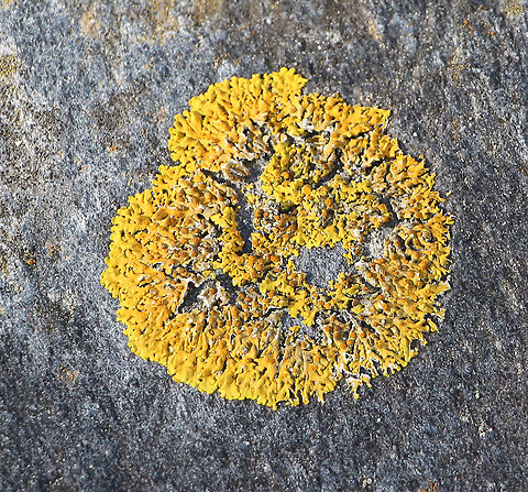 Crustose lichen  possibly genus Candellariella Growing on basalt rocks along a beach area, Australia,Fall,Geotagged