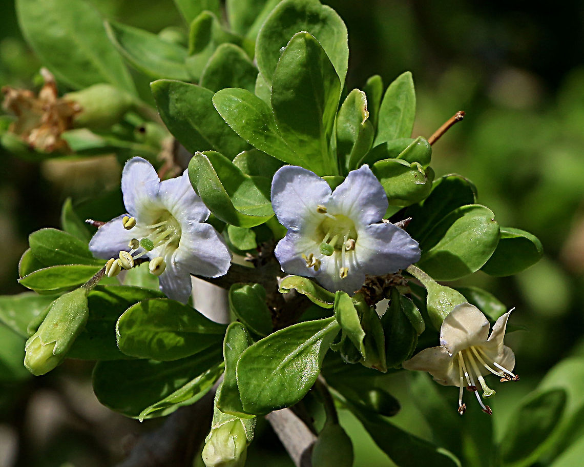 African boxthorn- Lycium ferocissimum Originally introduced to Australia ,and was used for live stock fencing as it has very sharp thorns which acted as a god deterrent.<br />
 African boxthorn,Australia,Fall,Geotagged,Lycium ferocissimum