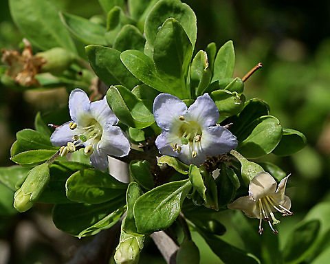 African boxthorn- Lycium ferocissimum Originally introduced to Australia ,and was used for live stock fencing as it has very sharp thorns which acted as a god deterrent.
 African boxthorn,Australia,Fall,Geotagged,Lycium ferocissimum