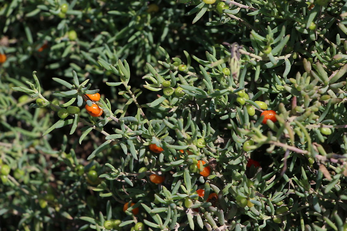Ruby saltbush - Enchylaena tomentosa The berries turn ruby red when ripe. Australia,Enchylaena tomentosa,Fall,Geotagged