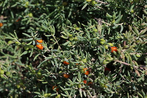 Ruby saltbush - Enchylaena tomentosa The berries turn ruby red when ripe. Australia,Enchylaena tomentosa,Fall,Geotagged