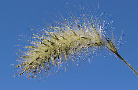 Feathertop grass flower head - Pennisetum villosum Growing along a coastal road. Australia,Fall,Geotagged,Pennisetum villosum
