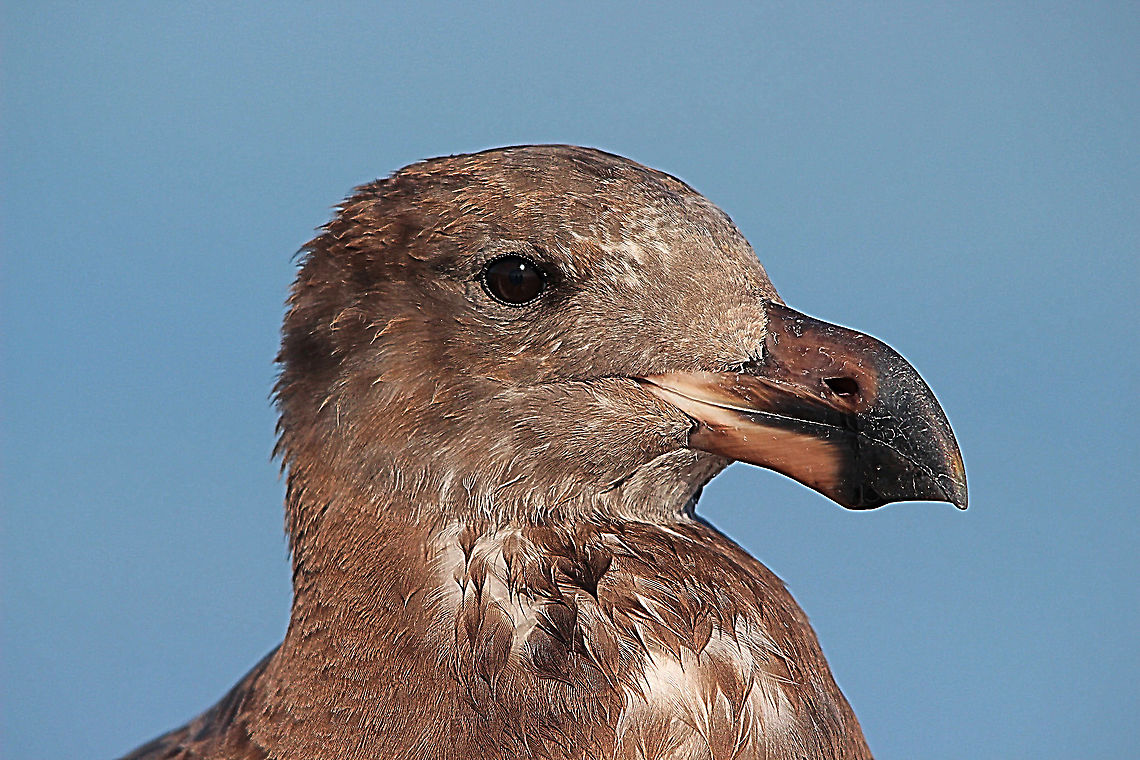 Portrait of juvenile Pacific Gull - Larus pacificus  Australia,Fall,Geotagged,Larus pacificus,Pacific Gull