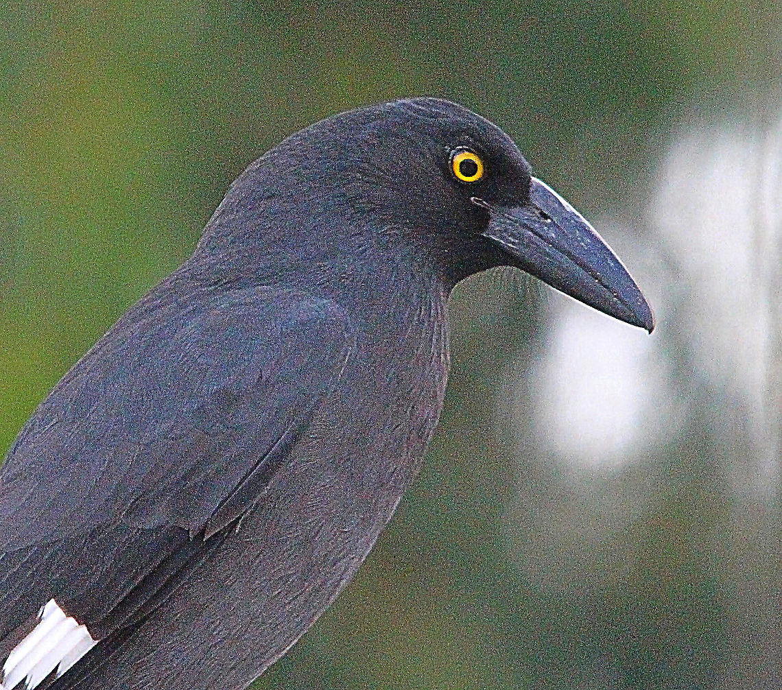 Pied Currawong- Strepera graculina  Australia,Fall,Geotagged,Pied Currawong,Strepera graculina