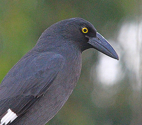 Pied Currawong- Strepera graculina  Australia,Fall,Geotagged,Pied Currawong,Strepera graculina