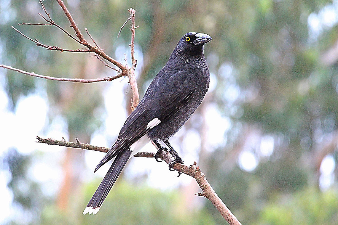 Pied Currawong - Strepera graculina  Australia,Fall,Geotagged,Pied Currawong,Strepera graculina