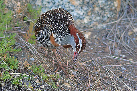 Buff-banded Rail - Gallirallus philippensis  Australia,Buff-banded Rail,Fall,Gallirallus philippensis,Geotagged