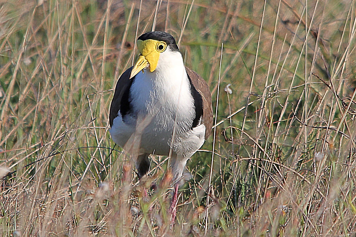 Masked Lapwing - Vanellus Miles  Australia,Fall,Geotagged,Masked Lapwing,Vanellus miles