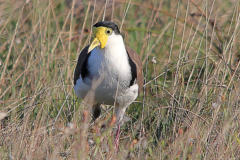 Masked Lapwing - Vanellus Miles  Australia,Fall,Geotagged,Masked Lapwing,Vanellus miles