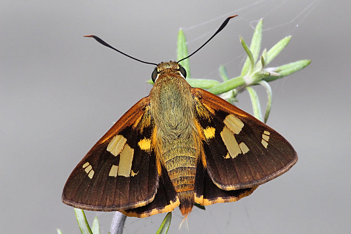 Splendid Ochre - Trapezites symmomus  Australia,Eamw butterflies,Geotagged,Summer,Trapezites symmomus,eamw skippers