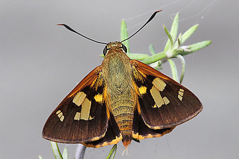 Splendid Ochre - Trapezites symmomus  Australia,Eamw butterflies,Geotagged,Summer,Trapezites symmomus,eamw skippers