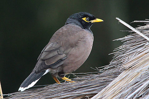 Common myna - Acridotheres tristis  Acridotheres tristis,Australia,Common myna,Fall,Geotagged