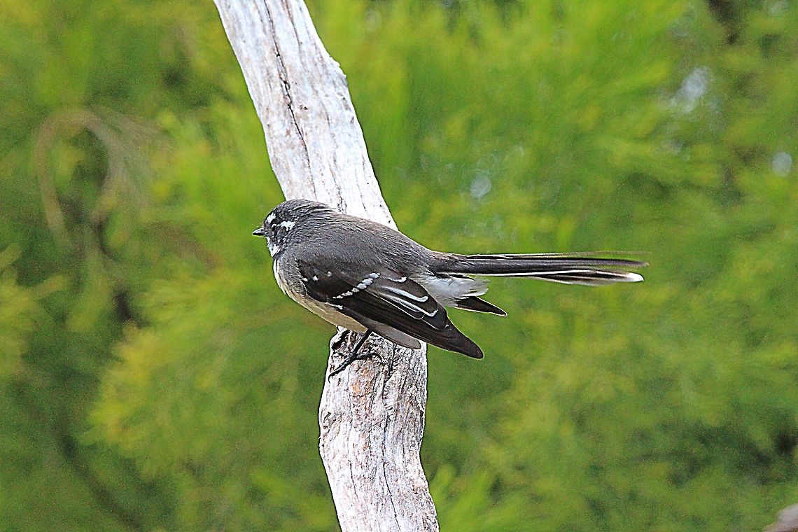 Grey fantail - Rhipidura albiscapa  Australia,Geotagged,Grey Fantail,Rhipidura albiscapa,Summer