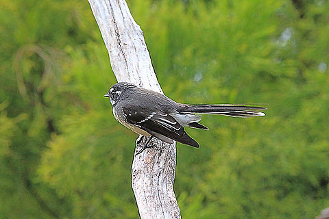 Grey fantail - Rhipidura albiscapa  Australia,Geotagged,Grey Fantail,Rhipidura albiscapa,Summer