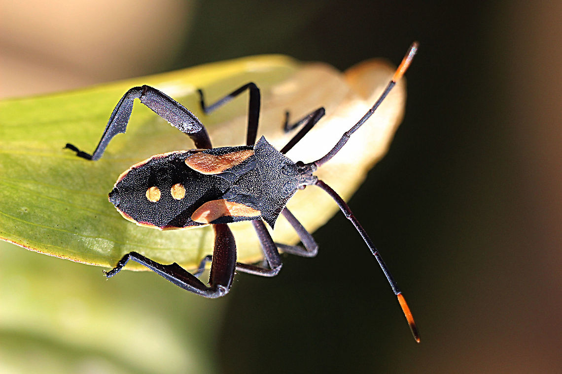 Crusader Bug - Mictis profana Found on Acacia longifolia in a domestic garden Australia,Crusader Bug,Geotagged,Mictis profana,Summer