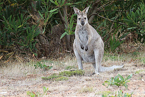 Red-necked Wallaby - Macropus rufogriseus A very common species in southern parts of Australia including Tasmania Australia,Geotagged,Macropus rufogriseus,Red-necked wallaby orBennetts wallaby,Summer