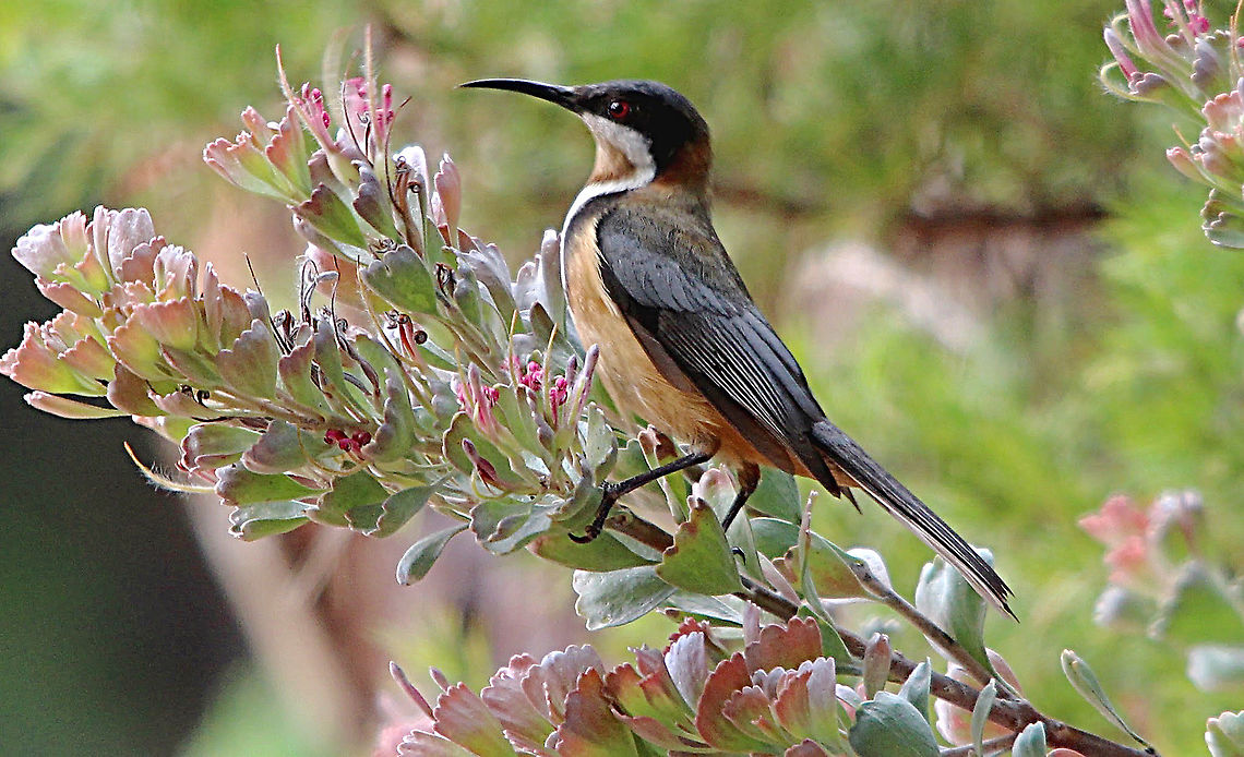 Eastern Spinebill - Acanthorhynchus tenuirostris  Acanthorhynchus tenuirostris,Australia,Eastern Spinebill,Geotagged