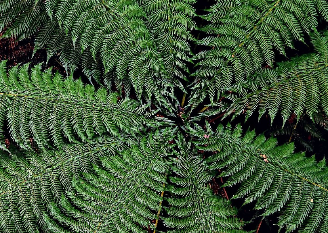 Dicksonia Antarctica tree fern.  Australia,Dicksonia antarctica,Geotagged