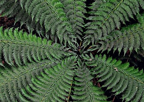 Dicksonia Antarctica tree fern.  Australia,Dicksonia antarctica,Geotagged