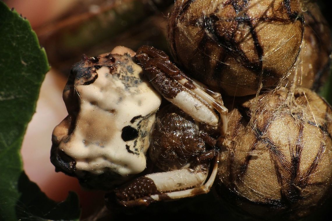 Bird dropping spider - Celaenia excavata Sometimes hard to find due to the resemblance to bird droppings. The female will stay all day protecting her egg sack. I have never seen a male of this species. Australia,Celaenia excavata,Eamw spiders,Fall,Geotagged