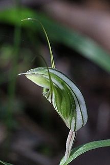 Striated Shell Orchid - Pterostylis striata  Australia,Fall,Geotagged,Mainland striped greenhood,Pterostylis striata
