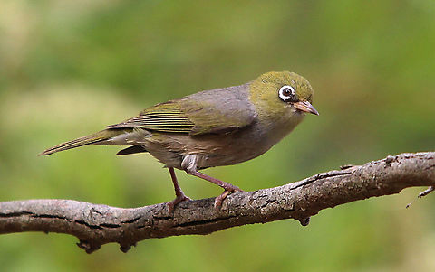 Silvereye - Zosterops lateralis  Australia,Geotagged,Silvereye,Spring,Zosterops lateralis