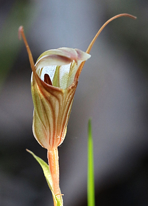 Scarlet Greenwood - Pterostylis coccina  Pterostylis coccina,Scarlet greenhood