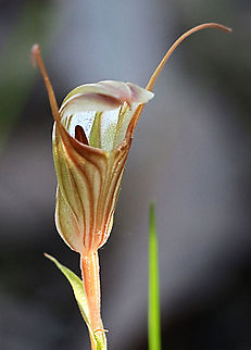 Scarlet Greenwood - Pterostylis coccina  Pterostylis coccina,Scarlet greenhood