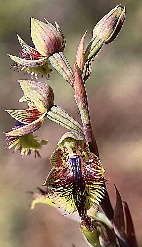 Mallee beard orchid - Calochilus pruinosus It doesn&rsquo;t look real ,that little face looking at you. Australia,Calochilus pruinosus,Geotagged,Mallee beard orchid