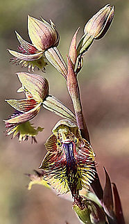 Mallee beard orchid - Calochilus pruinosus It doesn&rsquo;t look real ,that little face looking at you. Australia,Calochilus pruinosus,Geotagged,Mallee beard orchid