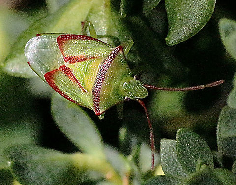 Shield Bug in genus Elasmostethus. Good camouflage except the red stripes. Australia,Geotagged,Spring